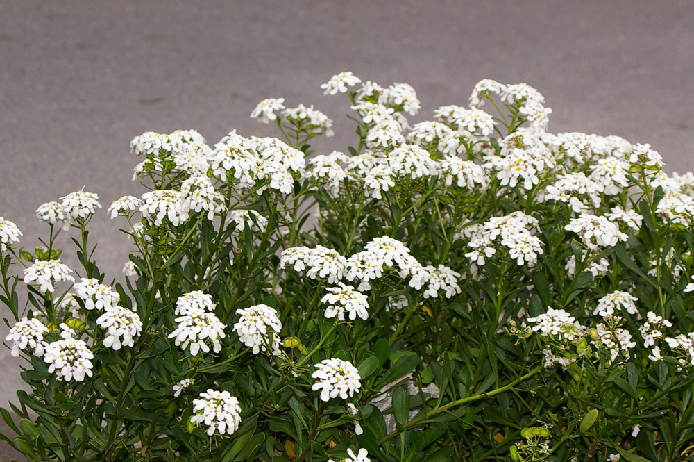 Iberis sempervirens